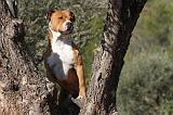 AMSTAFF ADULT 136